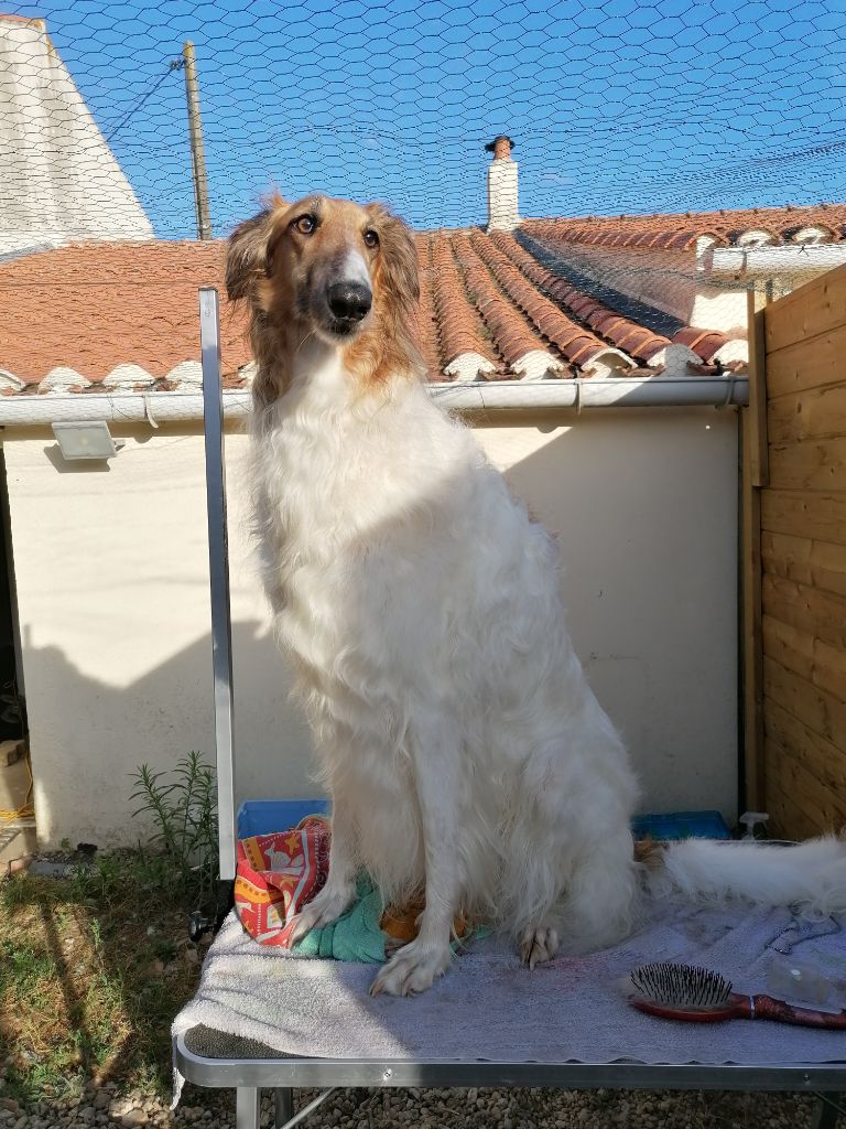 Du Castel D'Enfer - Ladygrey 3ans 1/2
