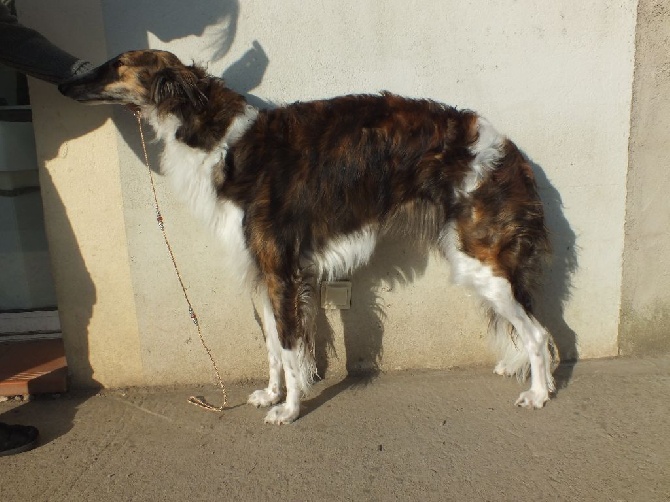 Du Castel D'Enfer - Harkova 2 ans 1/2